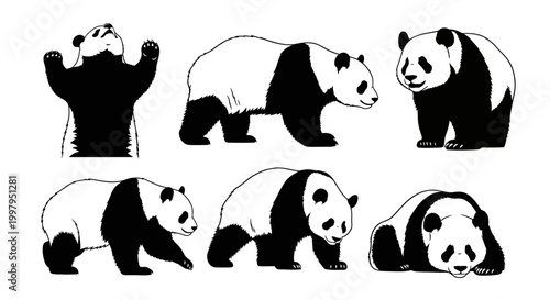 Giant Panda Bear Collection in Various Poses ? Minimalist Vector Art
