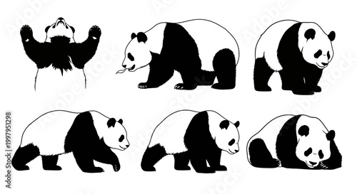 Giant Panda Bear Set in Various Poses ? Black and White Vector Art
