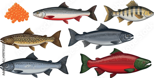 Set of Hand-Drawn Fish Illustrations Including Salmon, Trout, and Fish Roe for Marine Life and Seafood Content