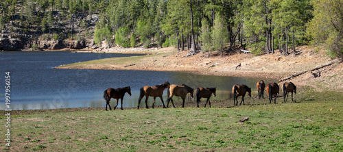 Tableau sur toile Herd of wild horses at Black Canyon Lake in the Apache Sitgreaves National Fores