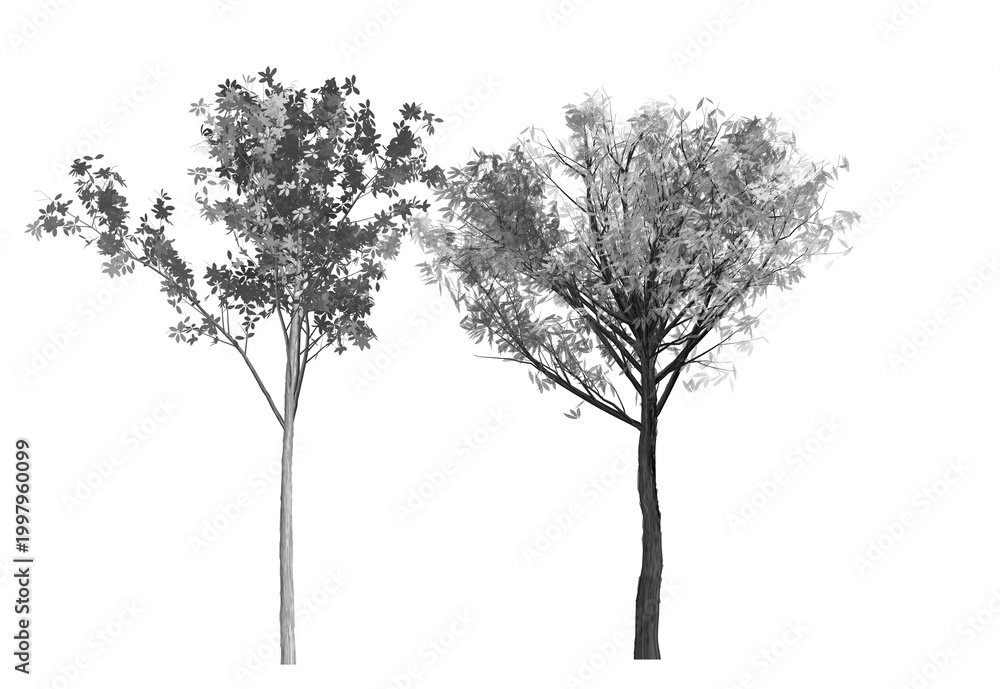 Obraz premium tree silhouette isolated on white