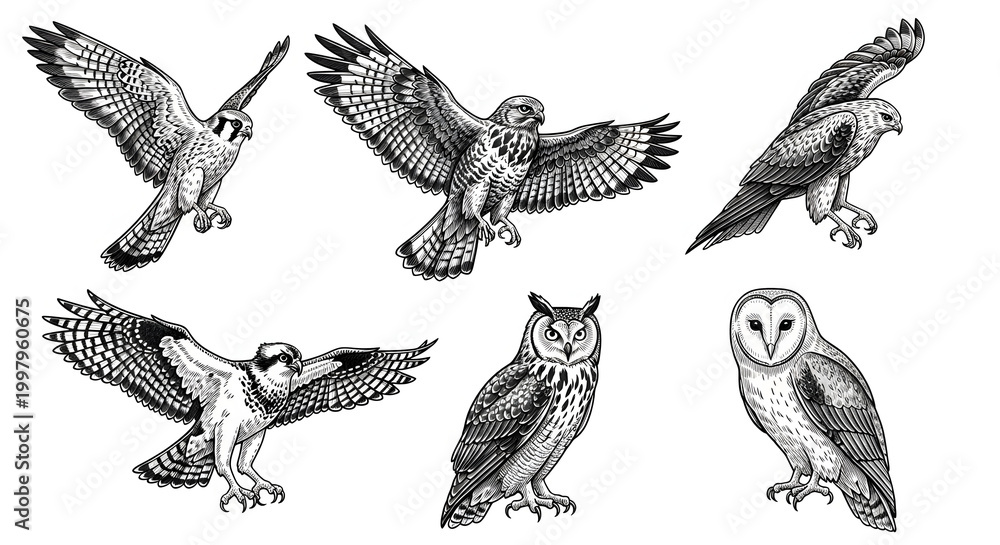 Fototapeta premium Set of Six Birds of Prey Black and White Line Art Illustration