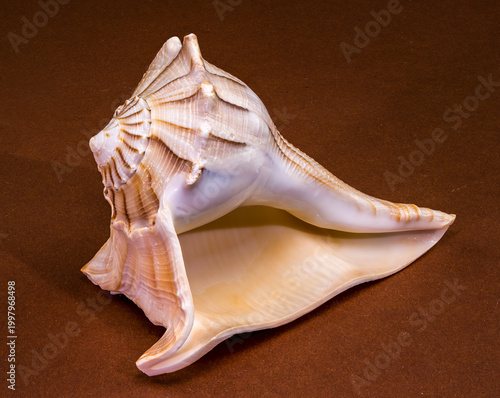 Lightning whelk seashell Sinistrofulgur perversum on a brown background