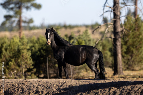 Fotografie Proud pregnant wild horse mustang black mare with blaze in the Apache  Sitgreave