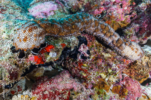 Картината върху платно starfish on a coral