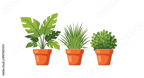 Three potted houseplants a monstera a grass like plant and a succulent are displayed in terracotta pots