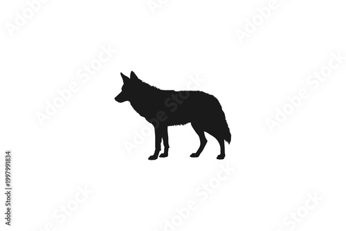 Wild wolf or coyote silhouette standing profile view