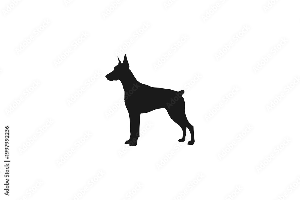 Fototapeta premium Standing Doberman Pinscher Dog Silhouette, Side View