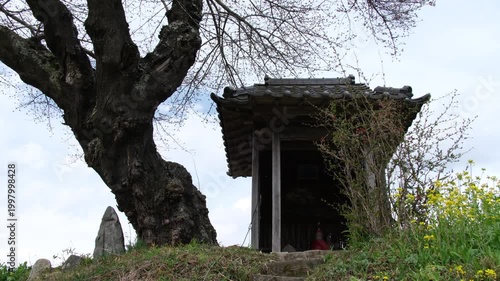 小沢の桜と祠