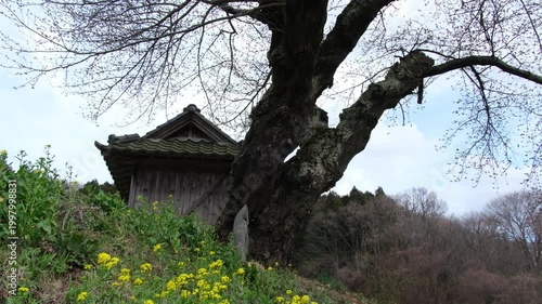小沢の桜と菜の花