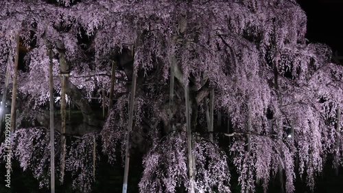 滝桜の夜桜