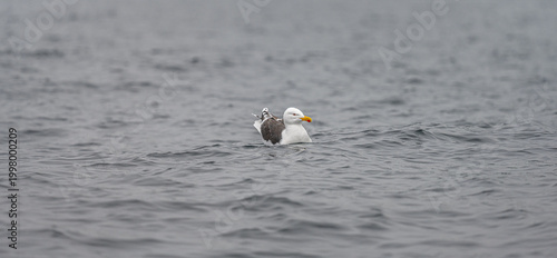 Fotografie European herring gull Larus argentatus floating calmly on sea.
