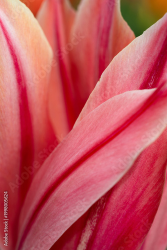 Colorful fields of Tulips close-up
