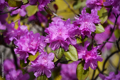 Pink rhododendron blossoms in a spring garden
