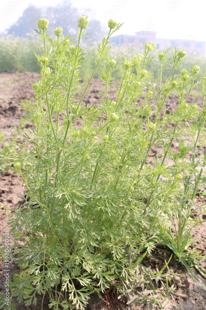 Fototapeta premium black cumin plant on firm for harvest