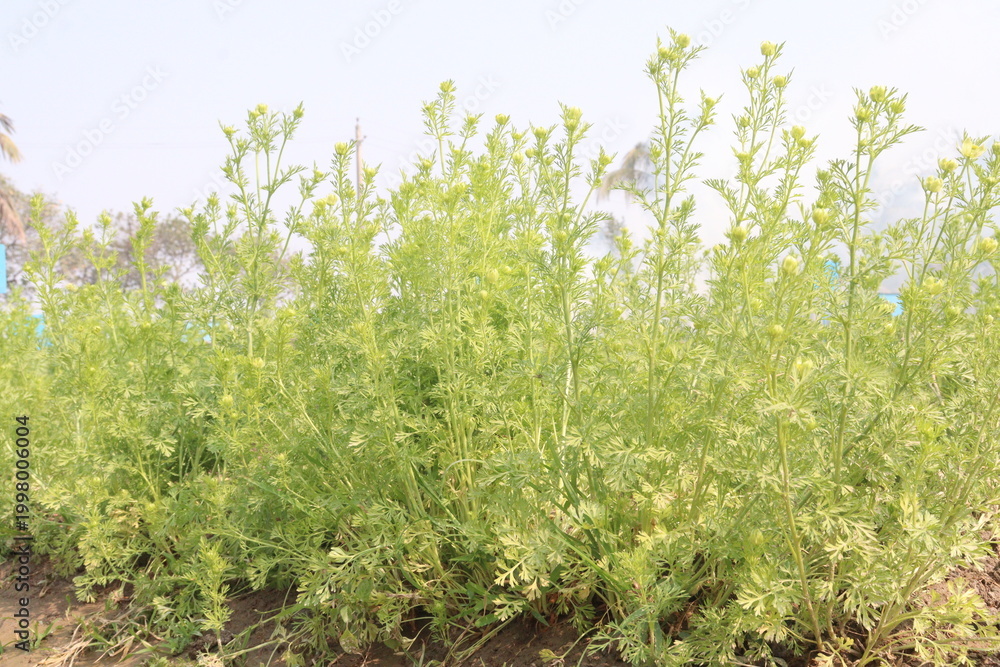 Fototapeta premium black cumin plant on firm for harvest