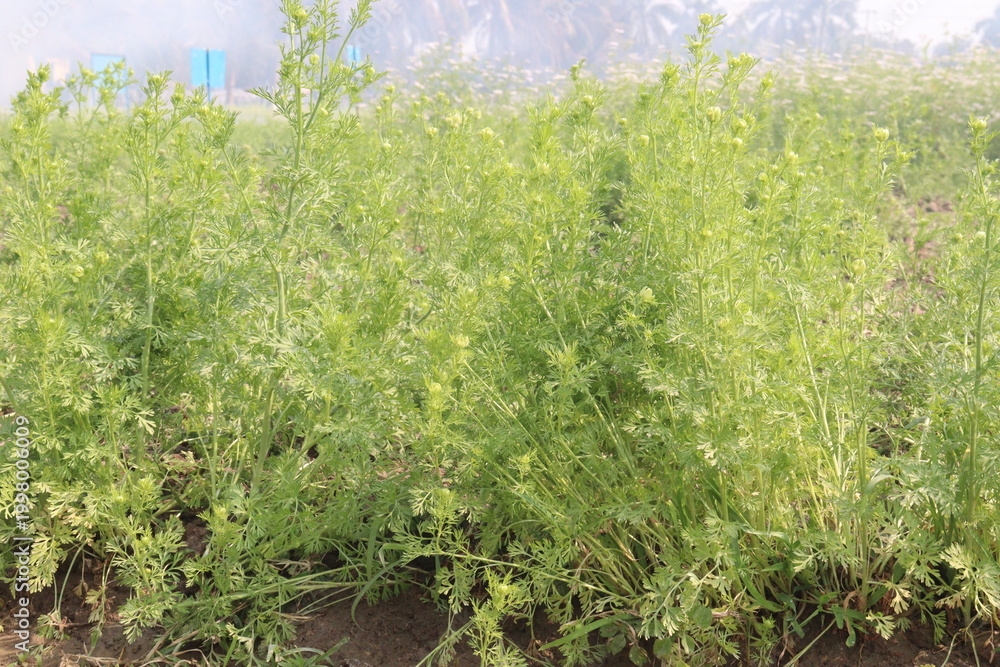 Fototapeta premium black cumin plant on firm for harvest