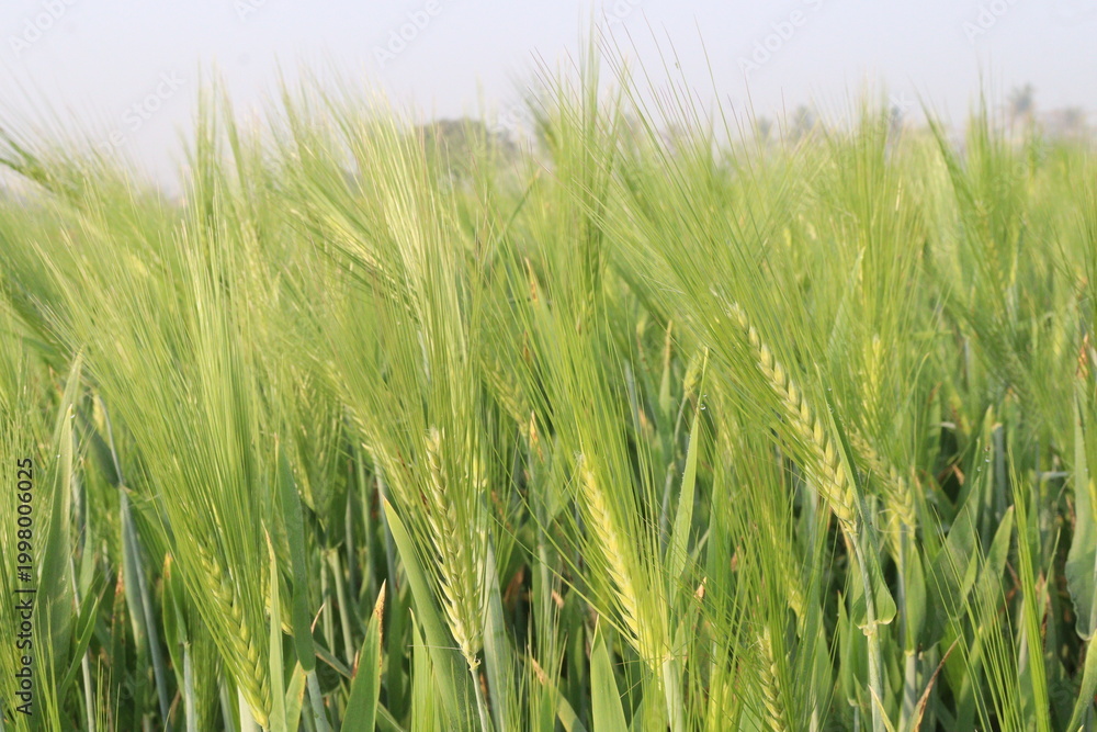 Fototapeta premium Barley plant on farm for harvest are cash crops