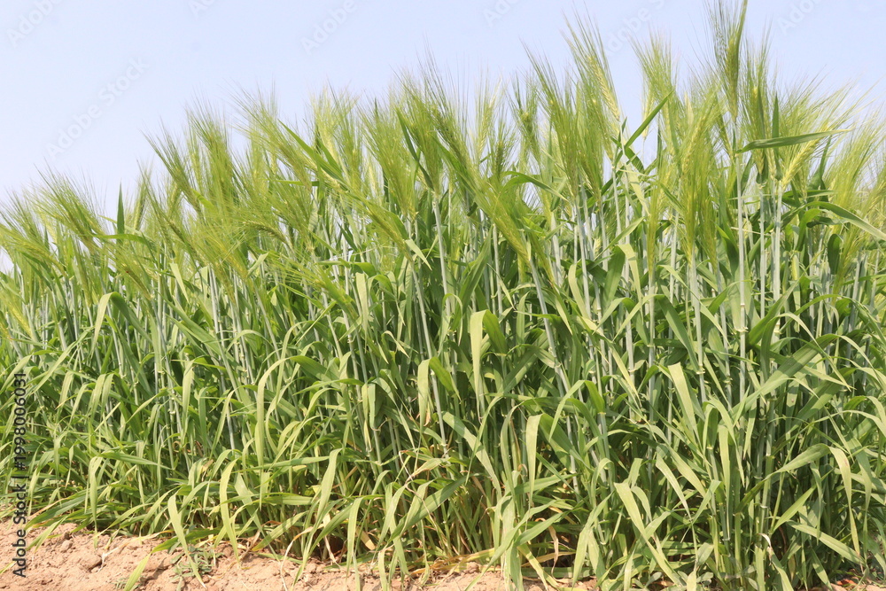 Fototapeta premium Barley plant on farm for harvest are cash crops