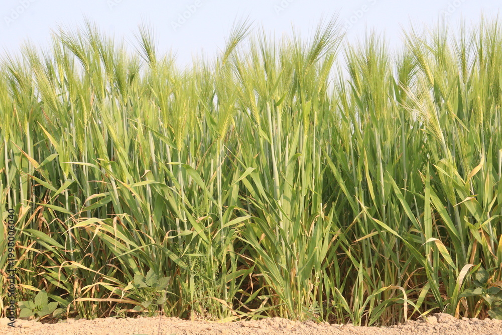 Fototapeta premium Barley plant on farm for harvest are cash crops
