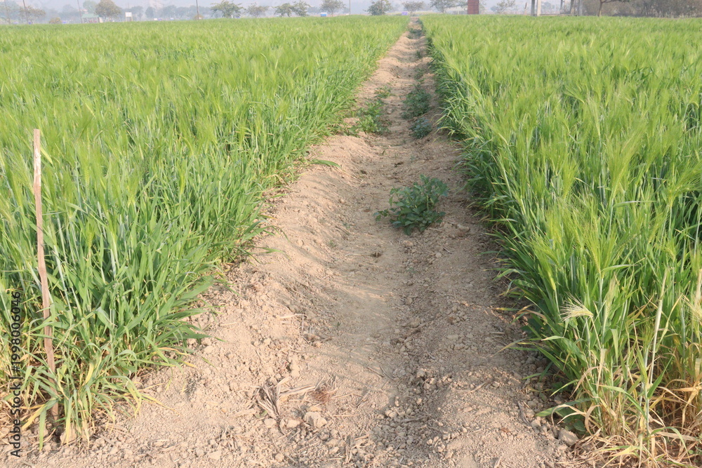 Fototapeta premium Barley plant on farm for harvest are cash crops