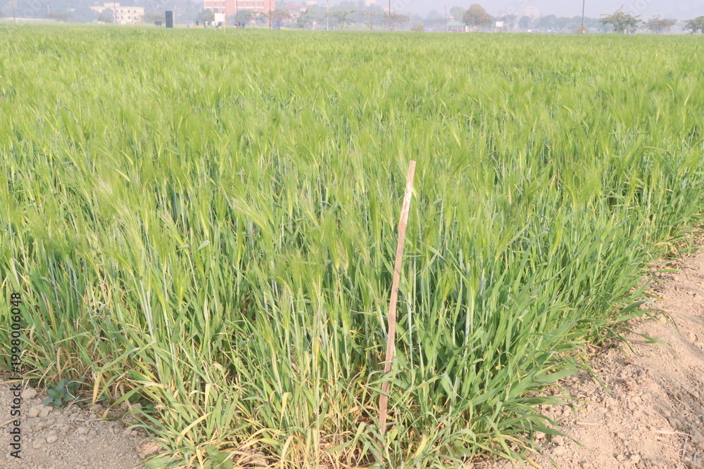 Fototapeta premium Barley plant on farm for harvest are cash crops