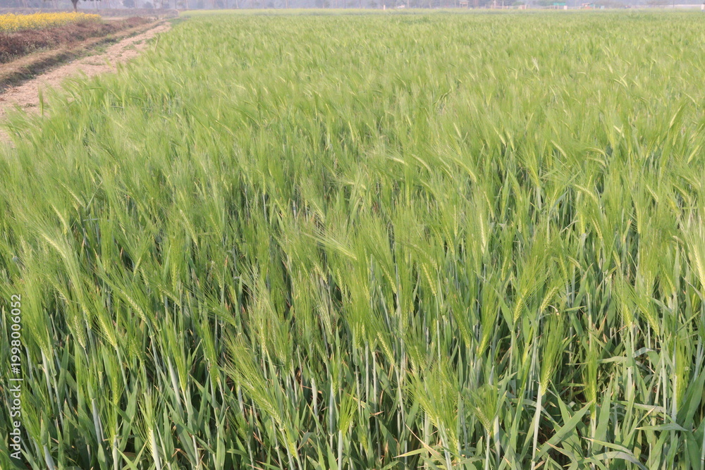 Fototapeta premium Barley plant on farm for harvest are cash crops
