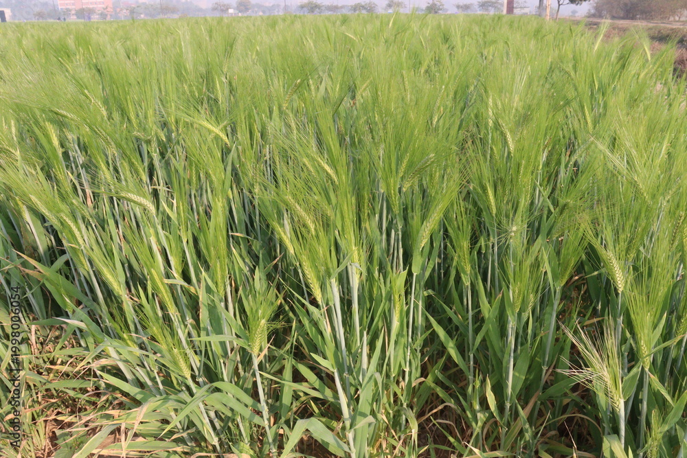 Fototapeta premium Barley plant on farm for harvest are cash crops