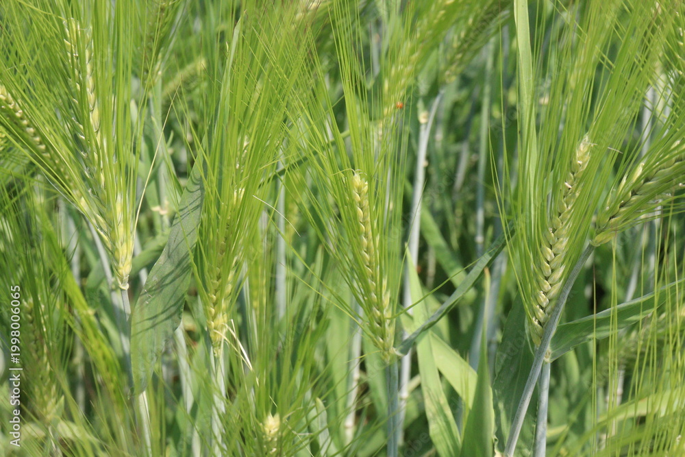 Fototapeta premium Barley plant on farm for harvest are cash crops