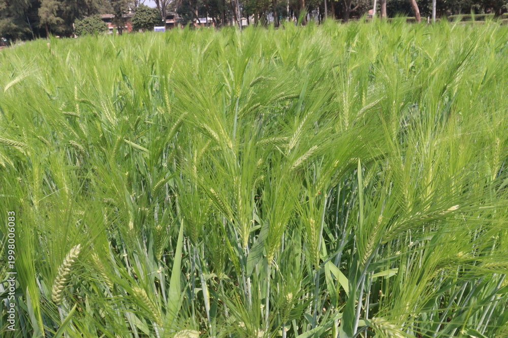 Fototapeta premium Barley plant on farm for harvest are cash crops