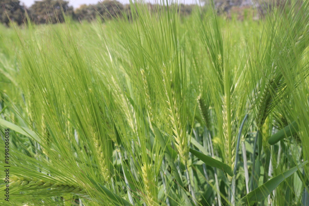 Fototapeta premium Barley plant on farm for harvest are cash crops
