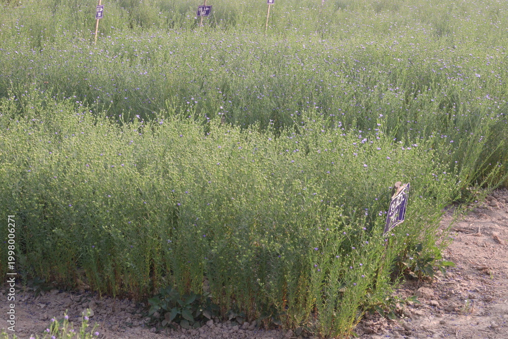 Fototapeta premium linum usitatissimum, brown flax plant on farm
