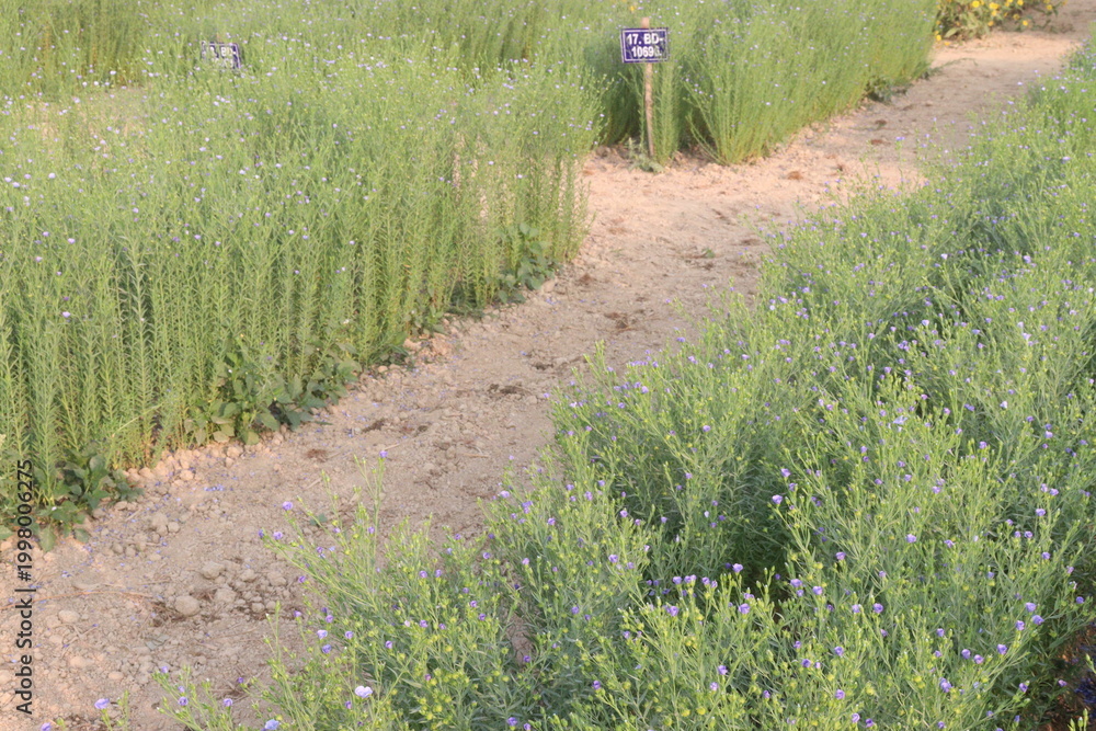 Fototapeta premium linum usitatissimum, brown flax plant on farm