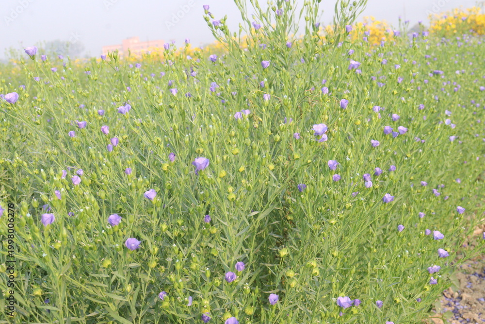 Fototapeta premium linum usitatissimum, brown flax plant on farm