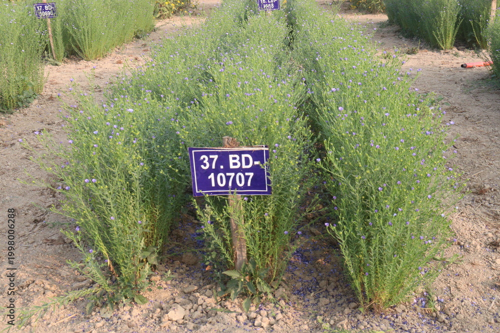 Fototapeta premium linum usitatissimum, brown flax plant on farm