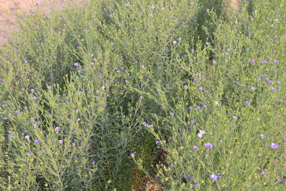 Fototapeta premium linum usitatissimum, brown flax plant on farm