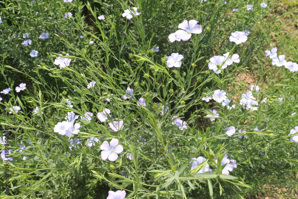 Fototapeta premium linum usitatissimum, brown flax plant on farm