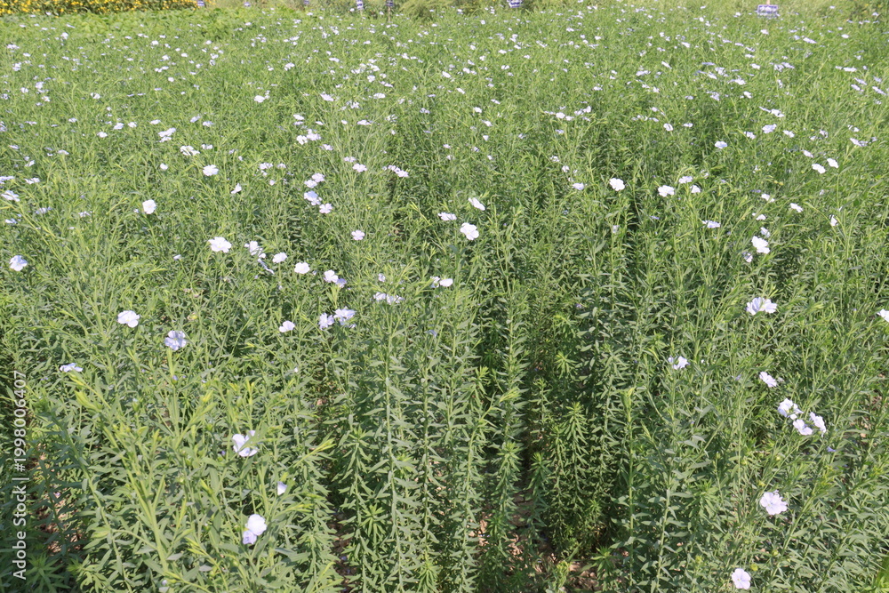 Fototapeta premium linum usitatissimum, brown flax plant on farm