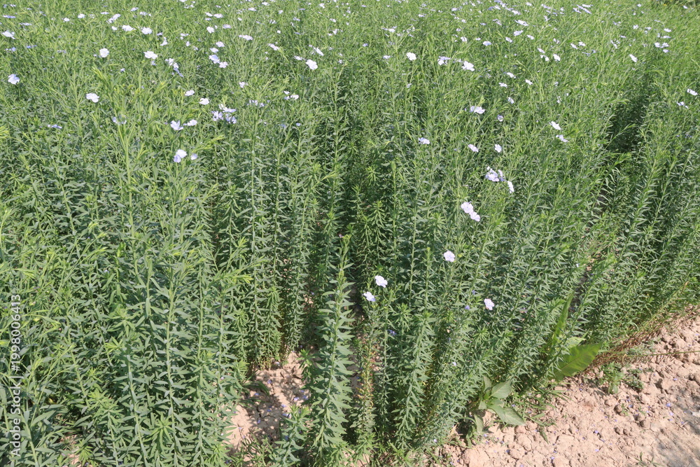 Fototapeta premium linum usitatissimum, brown flax plant on farm