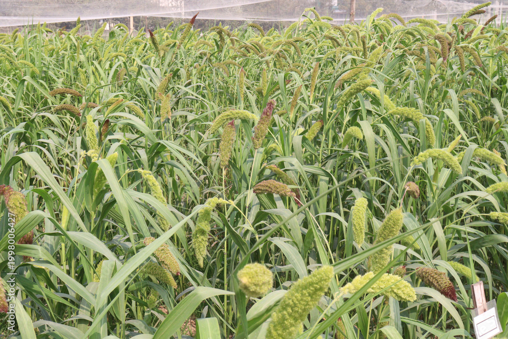 Fototapeta premium Foxtail millet, scientific name Setaria italica plant on farm