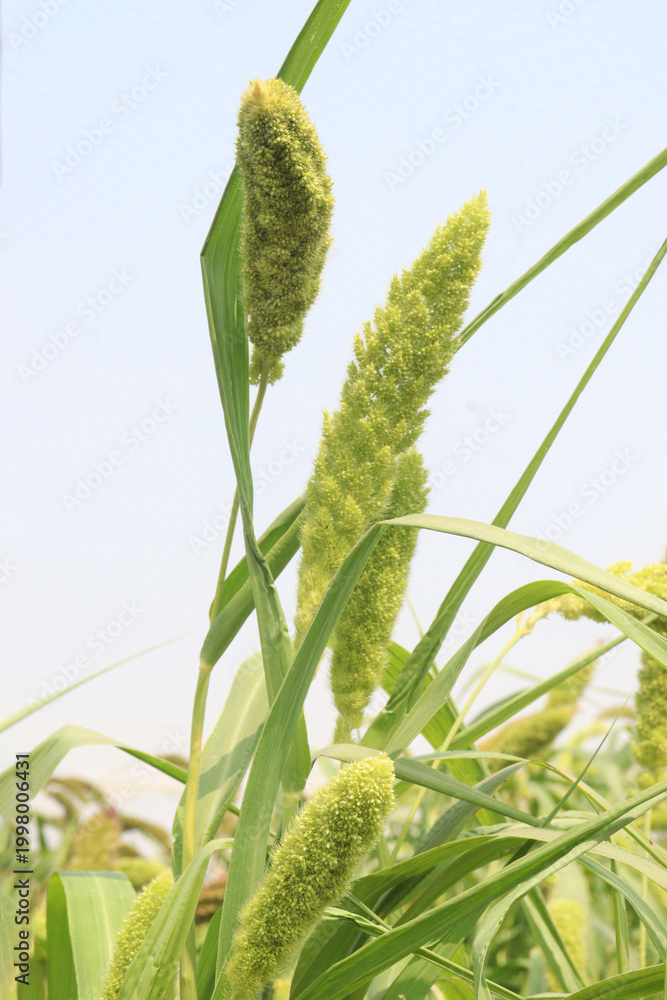 Fototapeta premium Foxtail millet, scientific name Setaria italica plant on farm