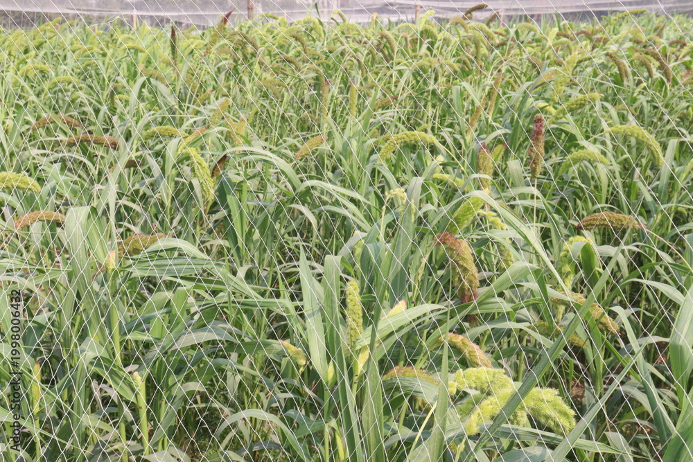 Fototapeta premium Foxtail millet, scientific name Setaria italica plant on farm
