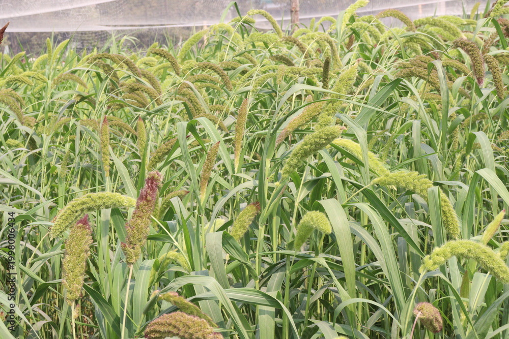 Fototapeta premium Foxtail millet, scientific name Setaria italica plant on farm