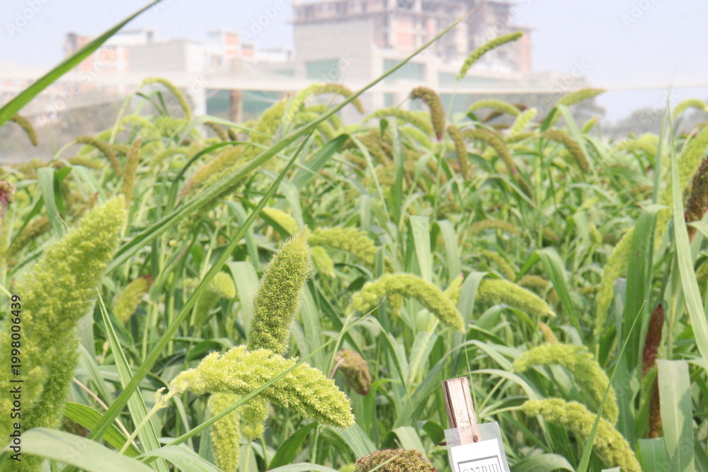 Fototapeta premium Foxtail millet, scientific name Setaria italica plant on farm