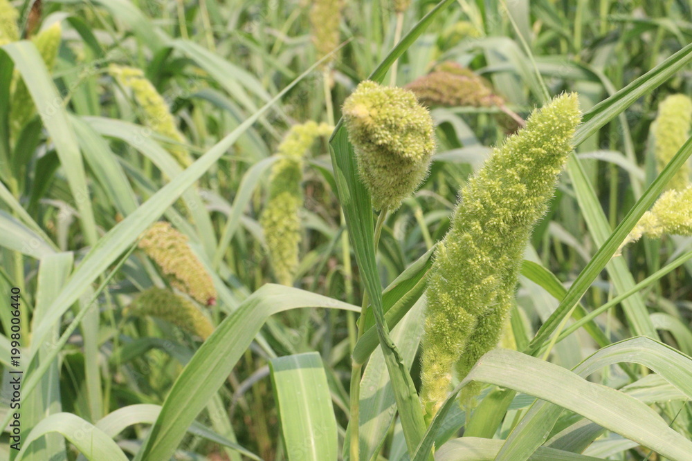 Fototapeta premium Foxtail millet, scientific name Setaria italica plant on farm