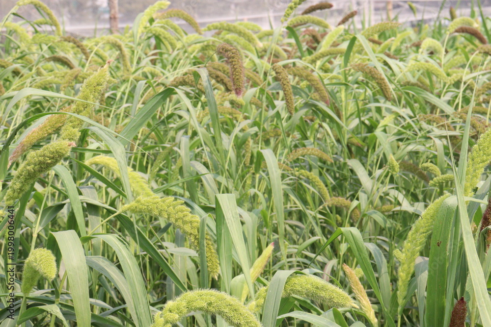 Fototapeta premium Foxtail millet, scientific name Setaria italica plant on farm