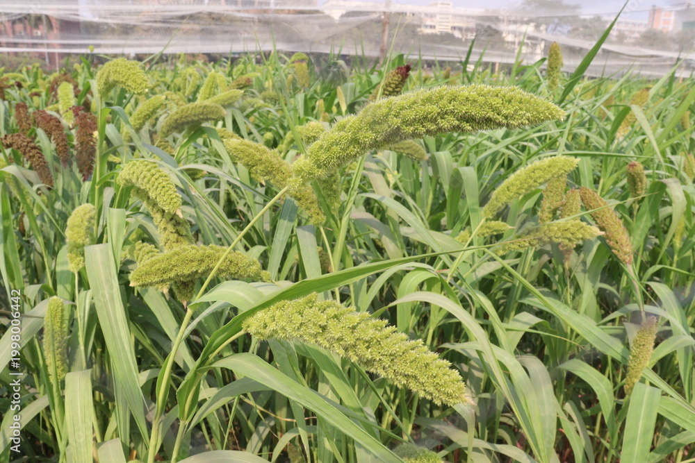 Fototapeta premium Foxtail millet, scientific name Setaria italica plant on farm