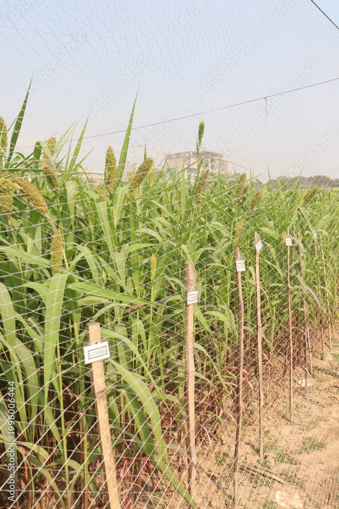 Fototapeta premium Foxtail millet, scientific name Setaria italica plant on farm