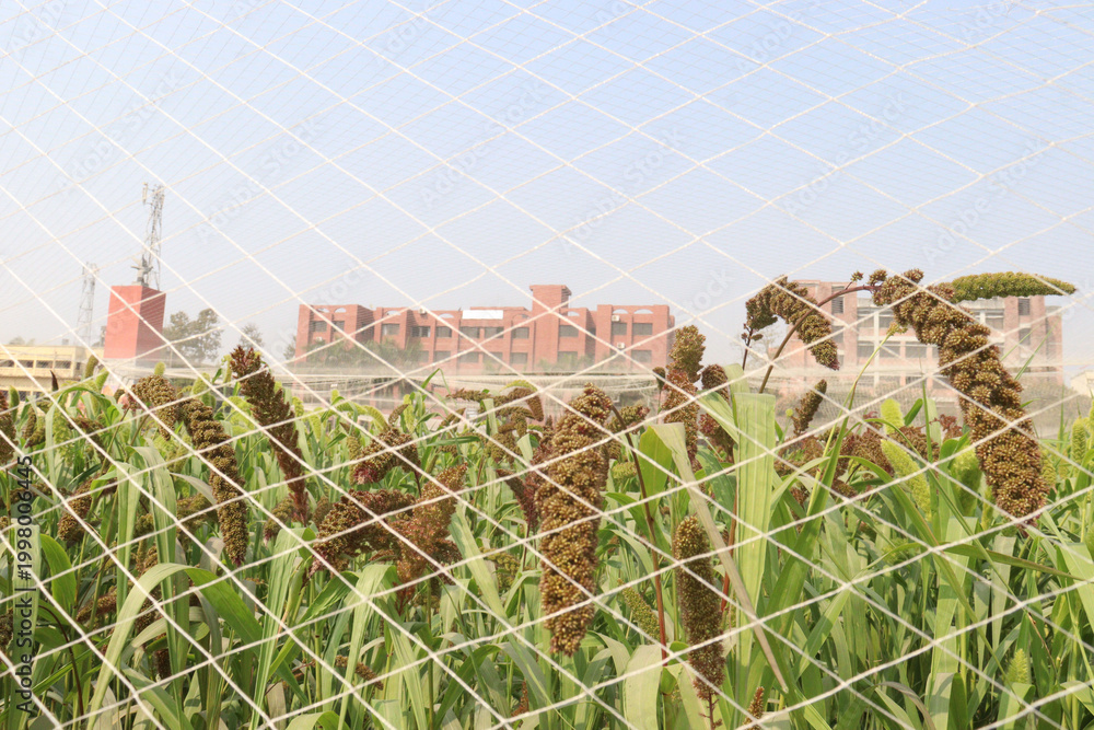 Fototapeta premium Foxtail millet, scientific name Setaria italica plant on farm