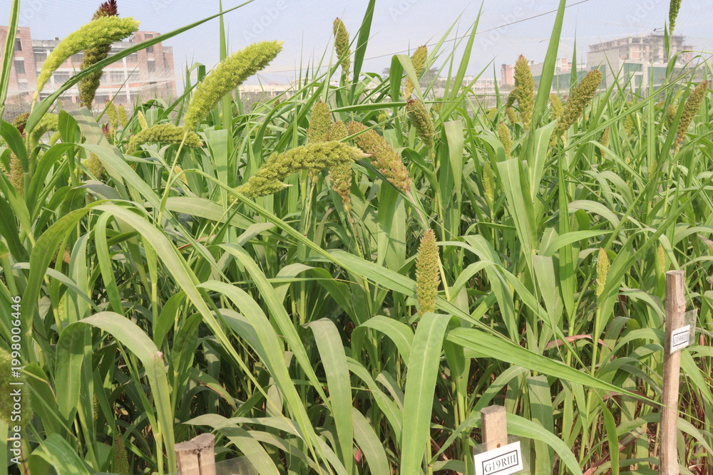 Fototapeta premium Foxtail millet, scientific name Setaria italica plant on farm